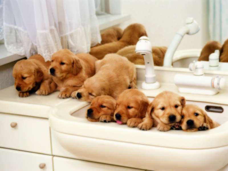 Cute Baby Dogs Wallpaper