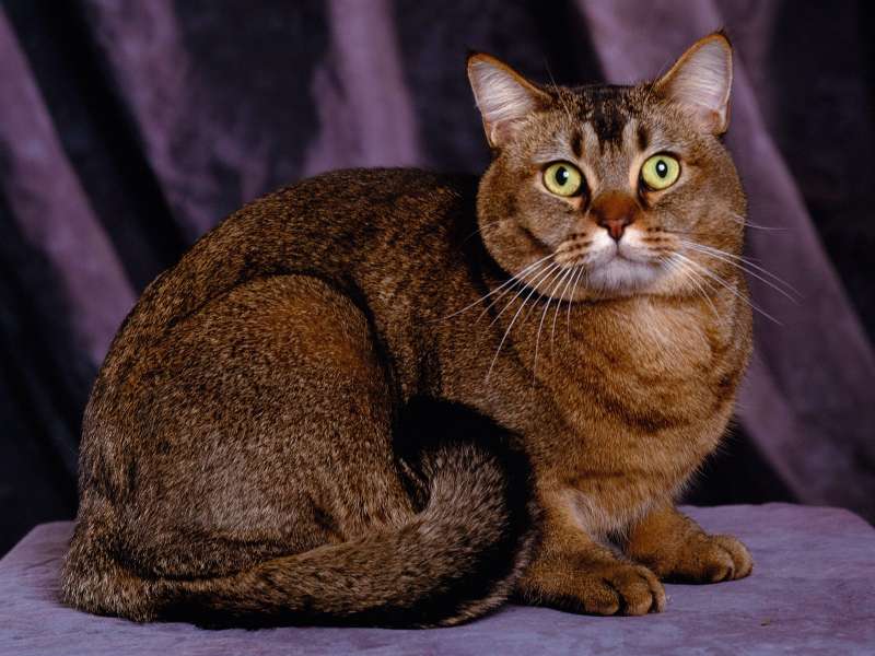 Tabby Toy Cougar Cat Wallpaper