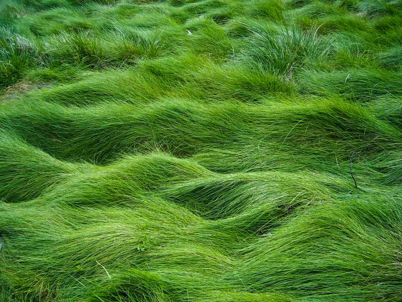 Grass Nature Wallpaper